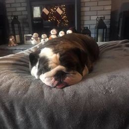 Bulldog All Grown Up from Tammy Cairns' Bulldogs