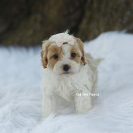 Yumi (Pink Collar Girl) - Blenheim female Cavapoo puppy in Republic, Missouri from Red Skye Puppies