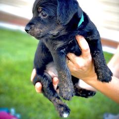 Aussiedoodle and Leopardoodle Puppies from A Puppy Crush