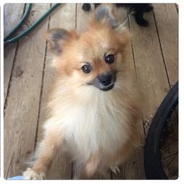 Tucker - Pomeranian