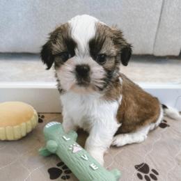 ARLO - Tricolor male Shih Tzu puppy in Henderson, Nevada from SHIH TZU HOUSE
