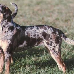 Catahoula Leopard Dogs from North Country Catahoulas