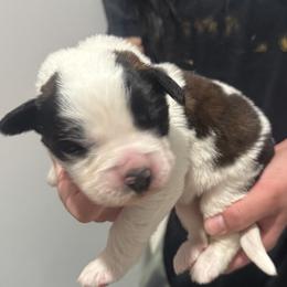 Saint Bernard Puppies from M&R SKYHAVEN SAINTS