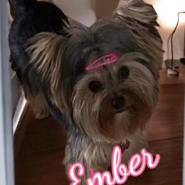 Ember - Yorkshire Terrier
