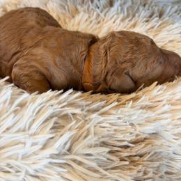 Brown Collar - Red  male Goldendoodle puppy in Ottawa, Kansas from Kansas Country Doodles