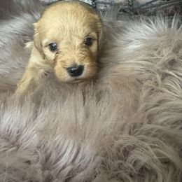 Princess Peggy - Apricot female Goldendoodle puppy in Corona, California from SoCalFamilyFrenchies, Doodles and more