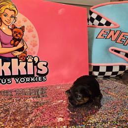 Teddy - Black and gold male Yorkshire Terrier puppy in Callahan, Florida from Nikki's Precious Yorkies