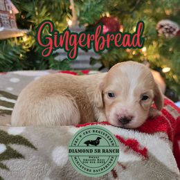 GINGERBREAD - Cream male Dachshund puppy in Columbia, Louisiana from Diamond 5R Ranch AKC & CKC Miniature Dachshunds
