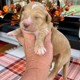Jesse - Red male Pyredoodle puppy in Bowling Green, Ohio from FDF Pyredoodles & Bernedoodles