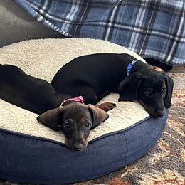 Dachshund Puppies from Honey Bee Dachshunds