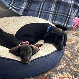 Dachshund Puppies from Honey Bee Dachshunds