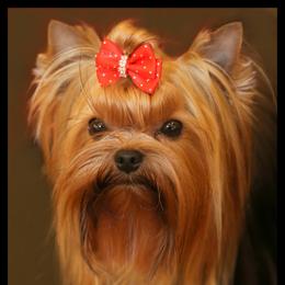 GG - Yorkshire Terrier