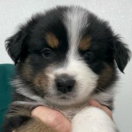 Uncle Eric - Black tri male Miniature Australian Shepherd puppy in Midway, Texas from L Bar W Aussie Ranch