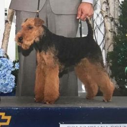 Welsh Terriers from Carroway Kennels