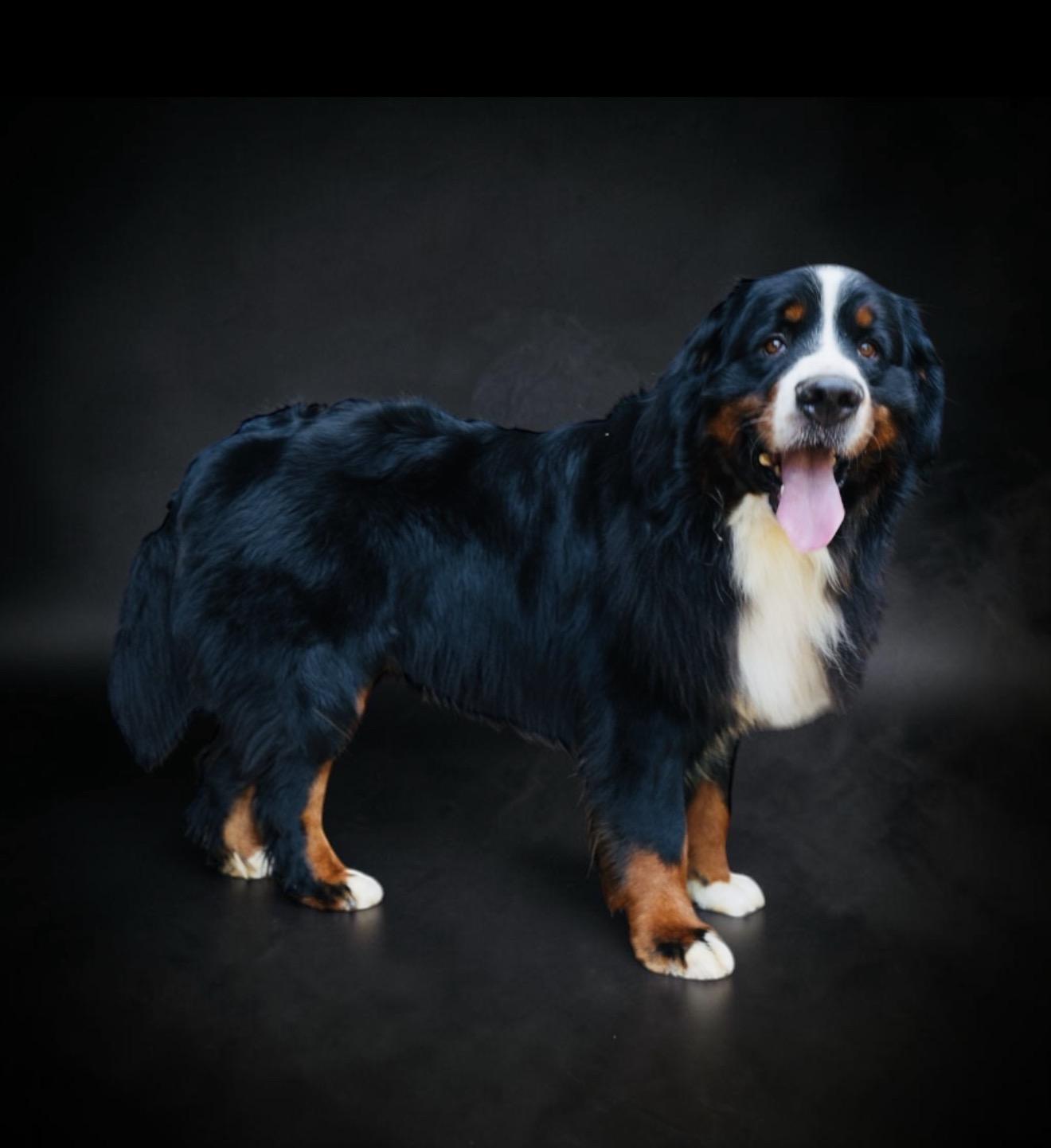 Bruno