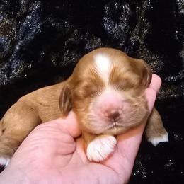 Bailey - Red male Cocker Spaniel puppy in Florence, South Carolina from Reddick's American Cocker Spaniels
