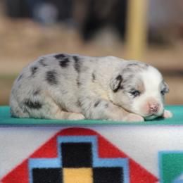 Opal - Blue merle female Australian Shepherd puppy in Quapaw, Oklahoma from Rocky Hill Aussies