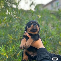 Rottweiler Puppies from Fantasy Kennel