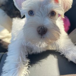 Miniature Schnauzer Puppies from Bar W Schnauzers