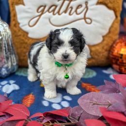 Poodle, Shichon, Shihpoo, Shih Tzu, and Shorkie Puppies from Ever After Tails