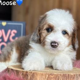 Moose - Blue merle male Aussiedoodle puppy in Lancaster, Minnesota from Finney Ranch