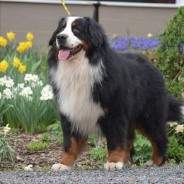 Weatherby - Bernese Mountain Dog