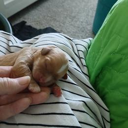 Girl 2 - Apricot female Cavapoo puppy in Crosby, Texas from Oakdale Cavaliers