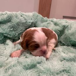 Boy 1 - Blenheim male Cavalier King Charles Spaniel puppy in Honeyville, Utah from Mike and Brandice Brown Performance Animals