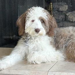 Aussiedoodle and Poodle All Grown Up from Pasta Puppies Doodles