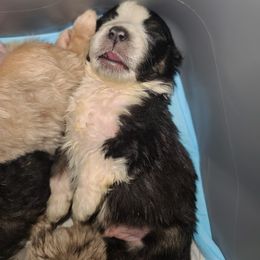 Australian Shepherd Puppies from Whitfarm Aussies