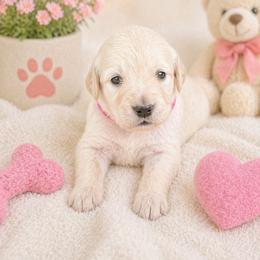 Girl 1 Daisey - Light golden female Golden Retriever puppy in Angier, North Carolina from Howard's Retrievers