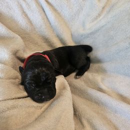 Red Collar Boy 4 - Black male Cane Corso puppy in Cottonport, Louisiana from Sweet Cane Corsos