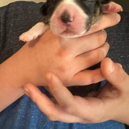 F1 - Black and tan female Pembroke Welsh Corgi puppy in Saint George, South Carolina from Carolina cotton candy corgis