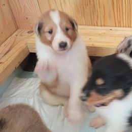 Collie Puppies from Voneida Collies