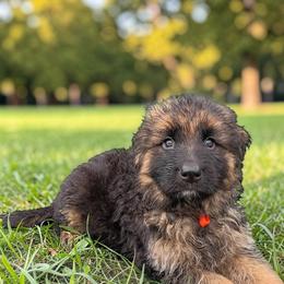 Willie - Black and red male German Shepherd puppy in Vintondale, Pennsylvania from Causey's Critters