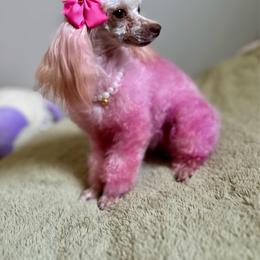 Poodle puppies from Deerly Poodles