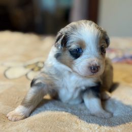 Piper - Blue merle female Australian Shepherd puppy in Yelm, Washington from Country Rose Australian Shepherds