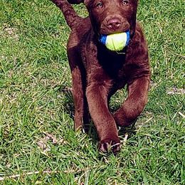 Chesapeake Bay Retriever Puppies from KBar Chesapeakes
