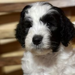 Lewis - Black and white Sheepadoodle puppy in Candler, North Carolina from Celia's Sheepadoodles