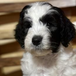 Lewis - Black and white Sheepadoodle puppy in Candler, North Carolina from Celia's Sheepadoodles
