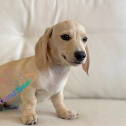 Comet - Cream male Dachshund puppy in Peyton, Colorado from Dachshund Universe