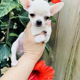 D’Albertino - Cream and white Chihuahua puppy in Buffalo Grove, Illinois from Piccoli Amici Chihuahuas