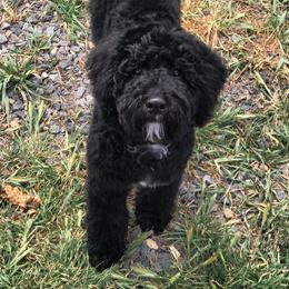 Ember - Goldendoodle