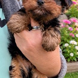Mickey - Black and tan male Yorkshire Terrier puppy in Salem, Oregon from PNW Dynasty Poms
