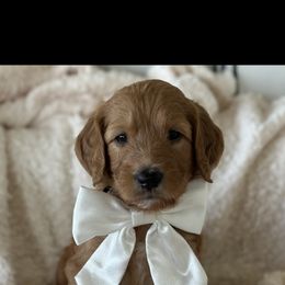 Goldendoodle Puppies from Ankeny Doodles