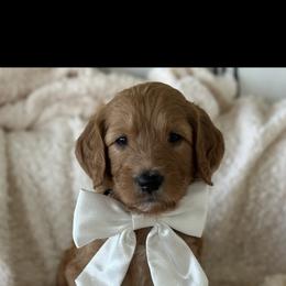Goldendoodle Puppies from Ankeny Doodles