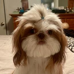Callie - Shih Tzu