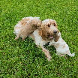 Goldendoodle Puppies from Costa's Curly Canines