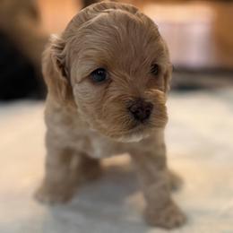 Honey - Cream female Cockapoo puppy in Colorado Springs, Colorado from Garrett Doodles