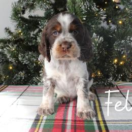 Feliz - Liver white and tan male English Springer Spaniel puppy in Barnstead, New Hampshire from C & S Farms